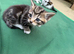 Cute kittens need NEW HOME