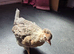 Crested cream legbar