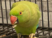 Stunning young Indian ringnick parrot