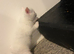 white male kitten with bobtail