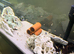 Baby Malawi cichlids