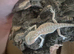 Stunning Baby Bearded Dragons – High-Contrast Hypo Morphs (Het Zero)