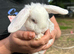 Cute and happy Mini Plush Lop Babies