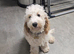 6 month cockapoo marley