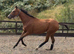 Pretty little 3yr Filly - Annie