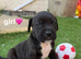 Cane corso cross pups