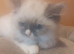 Ragdoll kittens