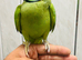 Baby male Ringneck talking Parrot
