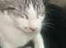 Female Maine coon
