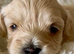 Stunning Fully DNA Health Tested F1 Maltipoo Puppies