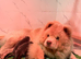 Beautiful chow chow babies