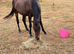 Project Weatherby Mare