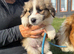 The most adorable puppies the perfect cross
