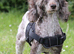 Stunning chocolate Merle poodle boy