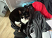 I have 3 cats looking for their forever home