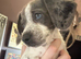 Beautiful blue-eyed Dachshund cross puppy looking for his forever home