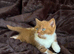 British shorthair kittens ready now