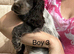 KC registered show cocker spaniels