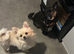 Beautiful white Pomeranian female