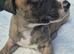 3 stunning kc registered whippet pups