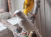 Canaries x4