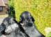 lyncham cocker spaniels