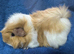 Pet sow guinea pig