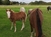 Brood mare