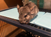 Baby boy chinchillas