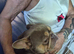 Handsome 2yr old Male French Bulldog