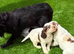 Cocker spaniel puppies