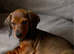 Dachshund mini smooth