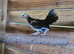 x4 Small Mix breed Chickens