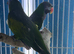 Darbiyn parrot Glasgow