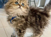 Golden Chinchilla Persian
