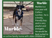 Can anyone offer a loving home to one of these rescue dogs?