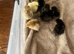 Silkie chicks