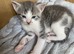 4 Adorable Mixed-Breed Kittens — 2 Girls & 2 Boys