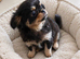 2 beautiful apple head chihuahau boys
