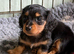 Mini longhaired dachshunds