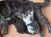 TICA REGISTERED STUNNING KITTENS