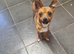 Male Chihuahua