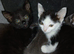 3 kittens available for a loving home
