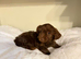 dachshund puppies for sale
