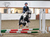 13hh gypsy cob