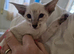 Gccf registered siamese kittens ready soon
