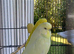 Pair of budgies
