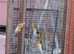 2026 redrump parakeets looking for new homes
