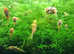 L144 Blue Eyed  Lemon Bristlenose Pleco 3-4 cm