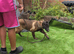 Belgium Shepherd puppies for sale